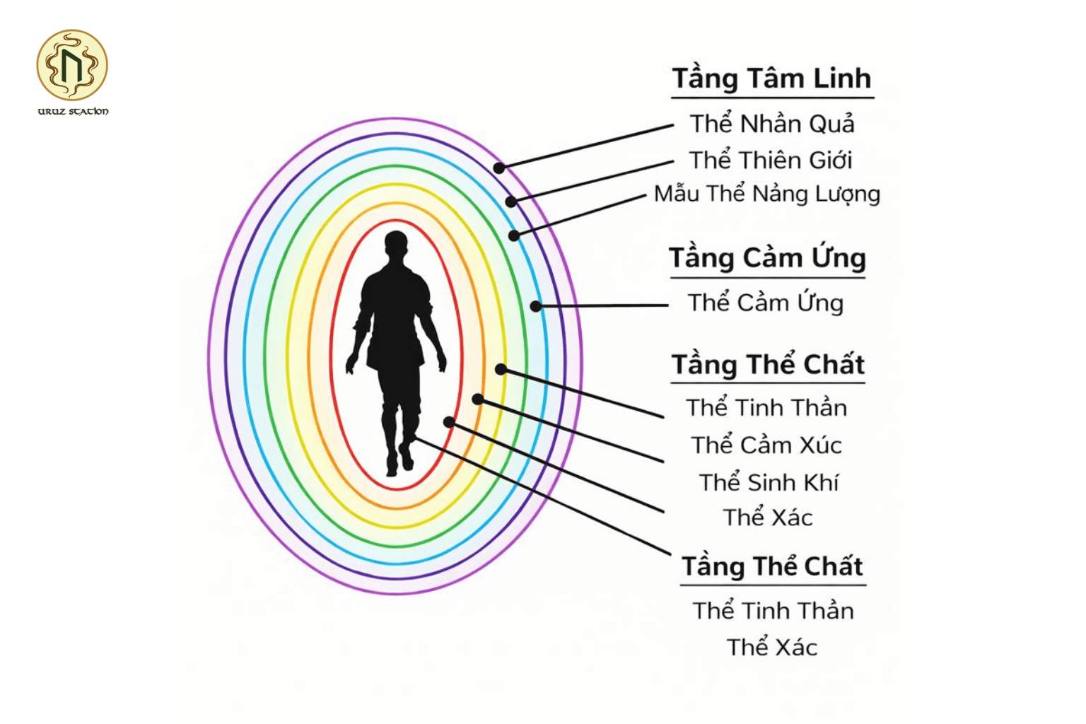Các tầng cơ thể